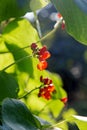 Red flowers of Runner beans Royalty Free Stock Photo