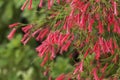 Red flowers of Russelia equisetiformis Royalty Free Stock Photo