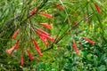 Red flowers or Russelia equisetiformis Schldl. Royalty Free Stock Photo