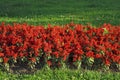 Red flowers sage Salvia splendens in a flower garden on green grass in a city park