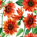 Red flowers. Seamless pattern sunflowers. Watercolor Hand drawn illustration for wrapping paper, textile printing.