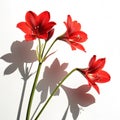 Red flowers with a shadow Royalty Free Stock Photo