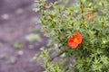 Red flowers Shrubby five-leafed Potentilla fruticosa on a green bush Royalty Free Stock Photo