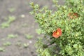 Red flowers Shrubby five-leafed Potentilla fruticosa on a green bush Royalty Free Stock Photo