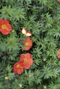 Red flowers Shrubby five-leafed Potentilla fruticosa on a green bush Royalty Free Stock Photo