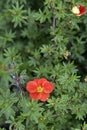 Red flowers Shrubby five-leafed Potentilla fruticosa on a green bush Royalty Free Stock Photo