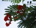 Red flowers on the side of the road in the city Royalty Free Stock Photo