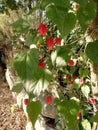 Red flowers