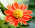 Red Flowers Royalty Free Stock Photo