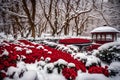 red flowers in snow background generated by AI tool Royalty Free Stock Photo