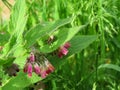 Comfrey (lat. Symphytum) and spider close up