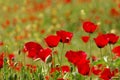 Red flowers springtime nature Royalty Free Stock Photo