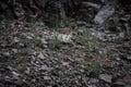 Red flowers among the stones. Toned. Black-white