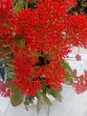 Red flowers street flores rojas