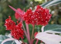 Red flowers of Stromanthe Sanguinea `Triostar` plant Royalty Free Stock Photo
