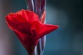 Bright red canna, red flowers