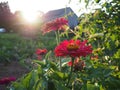 Red flowers with sunburst in early evening