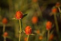 Red flowers