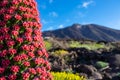 Red flowers Tajinaste with blurred view on volcano Pico del Teide in Mount Teide National Park, Tenerife, Canary Islands, Spain Royalty Free Stock Photo