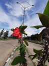 red flowers with thorns adorn the garden Royalty Free Stock Photo