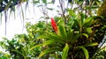 Red flowers on top of a tropical plant Royalty Free Stock Photo