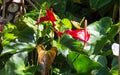Red flowers on top of a tropical plant Royalty Free Stock Photo