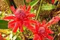 The Red flowers torch ginger Etlingera elatior in the garden