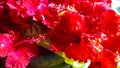 Red Flowers And Toy . Happy Krishan Janmashtami Or Happy Radhaashtami.