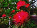 Red flowers