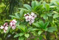 Red flowers on a tree. Nature in the tropics