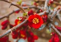 Red flowers on the tree. Spring in the city Royalty Free Stock Photo