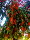 Red flowers tree standing in a garden