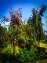 Red flowers tree standing in a garden