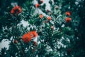 Red flowers on tree