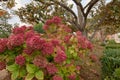 Red flowers and trees in the garden of the Parterre in autumn