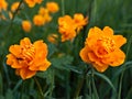 Red flowers trollius Royalty Free Stock Photo