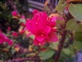 Red flowers are truly enchanting and charming