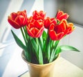 Red flowers,  tulips in a cream vase in a grey to white room lit by sunlight through a window Royalty Free Stock Photo