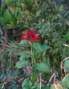 Red flowers of Verbenaceae family, selective focus