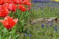 Red Flowers Versus Blue Flowers