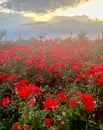 View of red flowers in a garden in spring Royalty Free Stock Photo