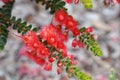 Red flowers of the Western Australian native Scarlet Feather Flower, Verticordia grandis, family Myrtaceae. Endemic to woodland an