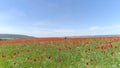 Red flowers in wheat filed on sunny spring day. Shot. Top view of the poppy field on a Sunny day. Blooming poppies on