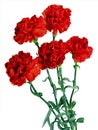 Red Flowers