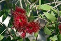 Red flowers and white bark of the Broad-leaved Paperbark, Melaleuca viridiflora Royalty Free Stock Photo