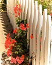 Red flowers white fence Royalty Free Stock Photo