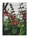 Red flowers in white frame. Floral photography. Salvia coccinea, the blood sage, scarlet sage, Texas sage,  tropical sage Royalty Free Stock Photo
