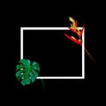 Red flowers with white frame for nature concept background,tropical monstera leaf tree,heliconia psittacorum