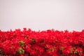 Red flowers and white wall background