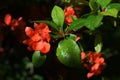 Red flowers of wild quince and dew on green leaves.